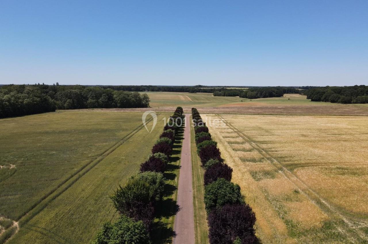 Allée bordée d'arbres au milieu de champs cultivés sous un ciel dégagé.