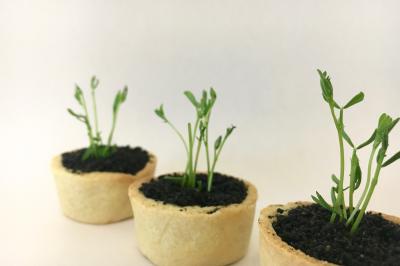 Miniature Traiteur Nousty (Pyrénées-Atlantiques) - Adquat Traiteur #17 Cheesecake rond avec zeste de citron jaune et vert, sur une base de biscuit spéculoos.