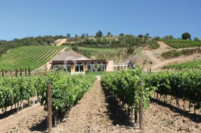 Miniature Location salle Roquebrune-sur-Argens (Var) - Château Vaudois #11 Allée rouge menant à une cérémonie en plein air, entourée de chaises blanches et de jardins verdoyants.