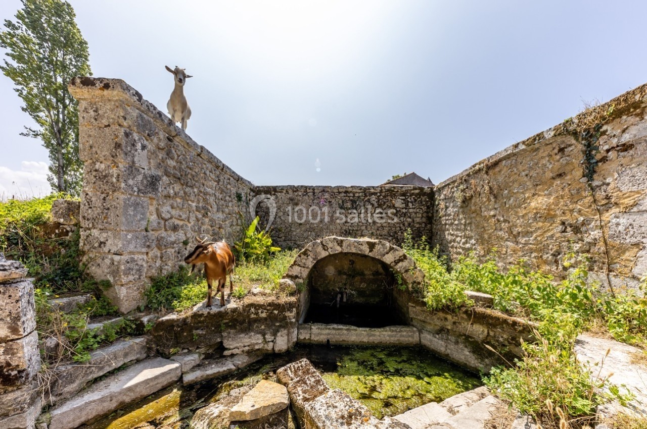 Deux chèvres dans une ruine en pierre, l'une sur un mur, l'autre près d'une arche au-dessus d'un bassin.