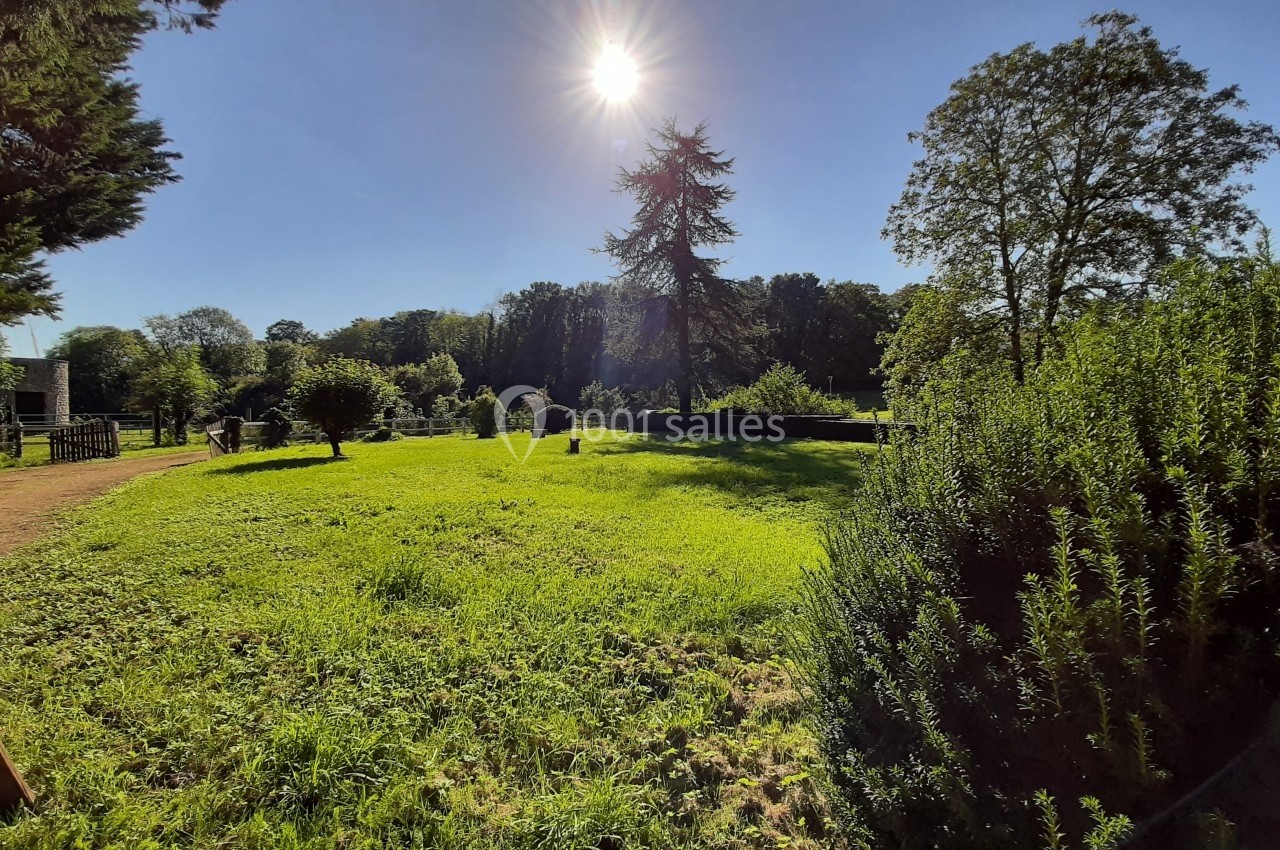 Pelouse ensoleillée entourée d'arbres, avec un ciel bleu dégagé et le soleil haut dans le ciel.