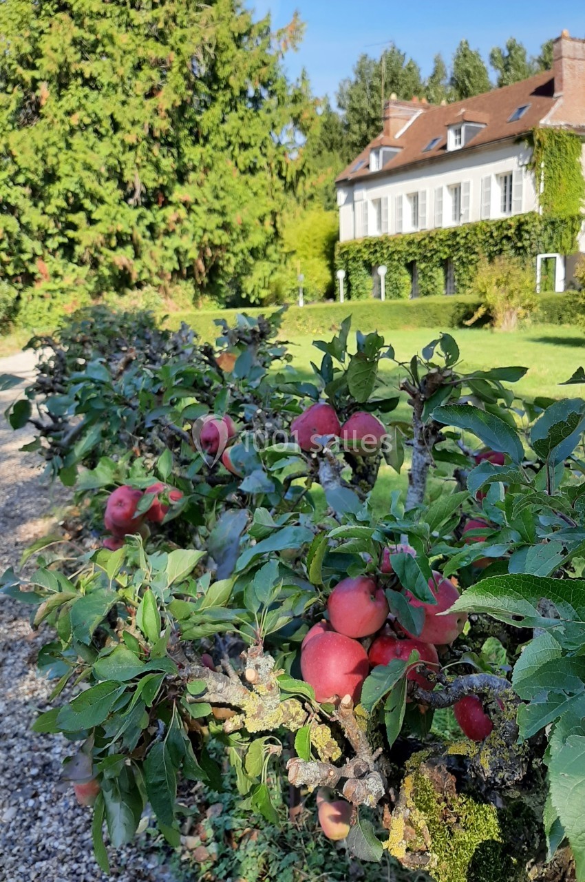 Pommiers chargés de fruits rouges bordant une allée gravillonnée, avec une maison entourée de verdure en arrière-plan.