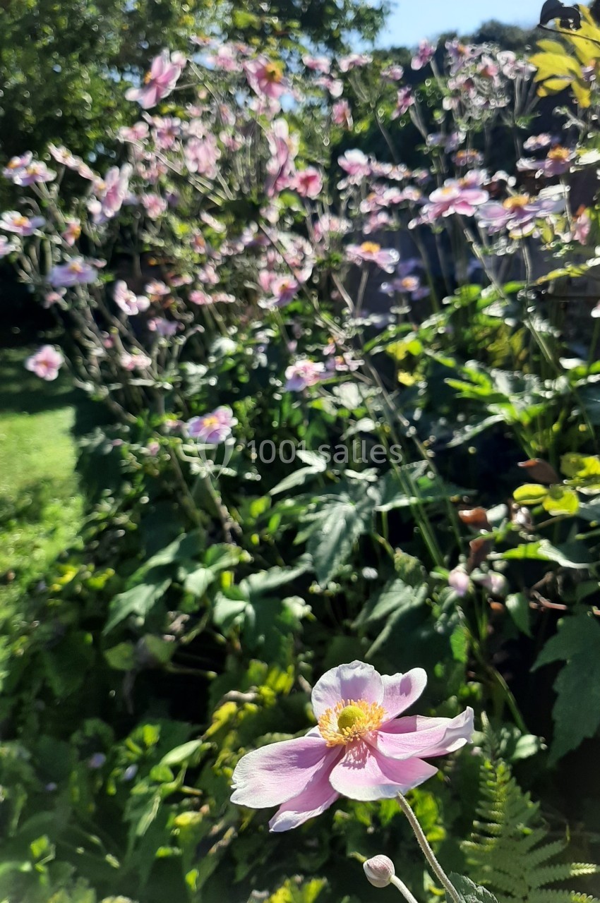 Fleurs roses d'anémones du Japon en pleine floraison dans un jardin verdoyant sous une lumière naturelle.
