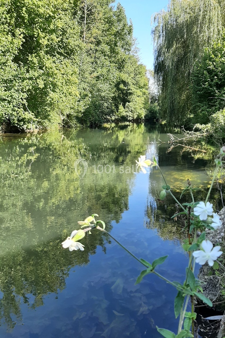 Rivière calme bordée d'arbres et de végétation, avec des fleurs blanches au premier plan.