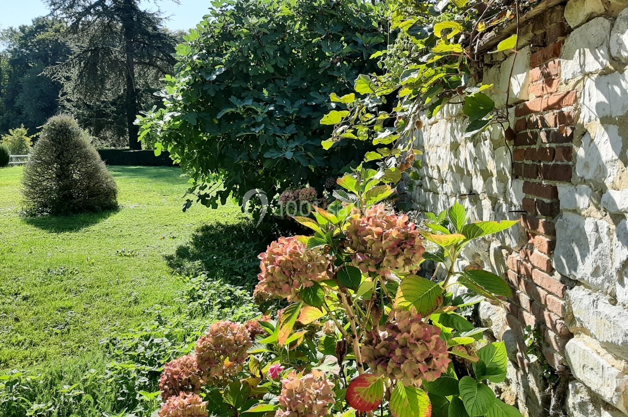 Massif d'hortensias en fleurs près d'un mur en pierre, avec un jardin verdoyant et des arbres en arrière-plan.