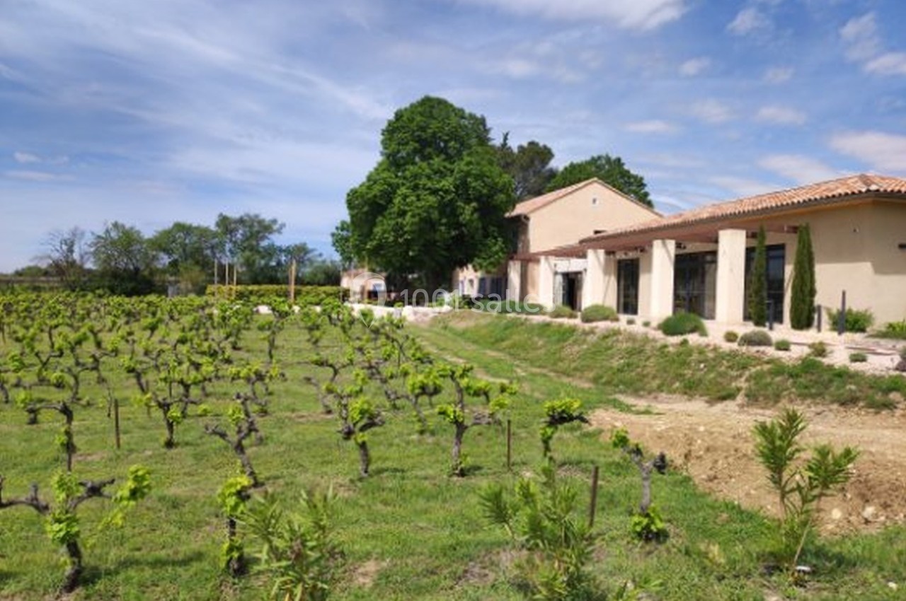 Vignes verdoyantes au premier plan avec une maison en pierre et un ciel partiellement nuageux en arrière-plan.