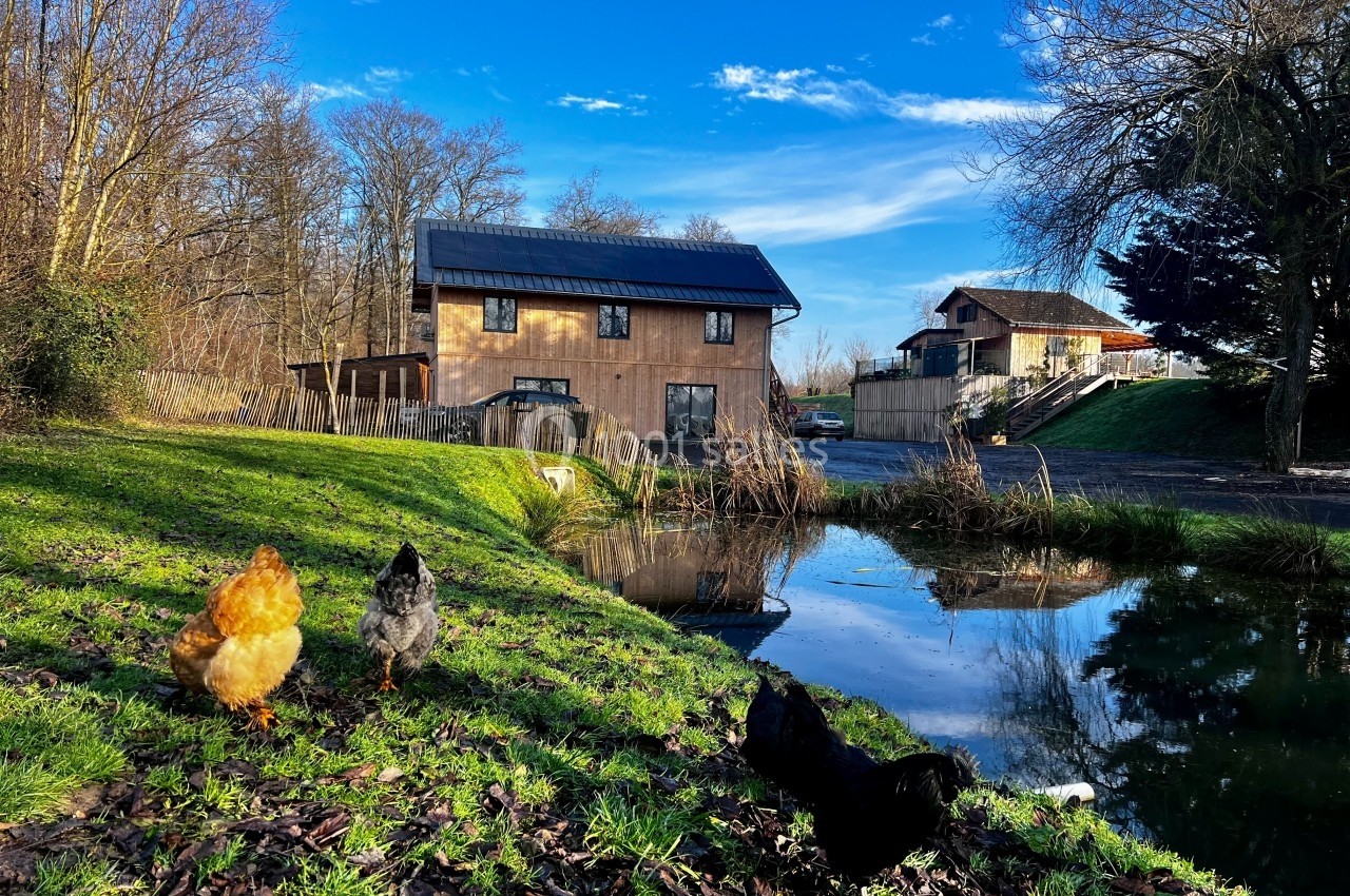 Trois poules picorent sur une pelouse près d'un étang, avec des maisons en bois et des arbres en arrière-plan.