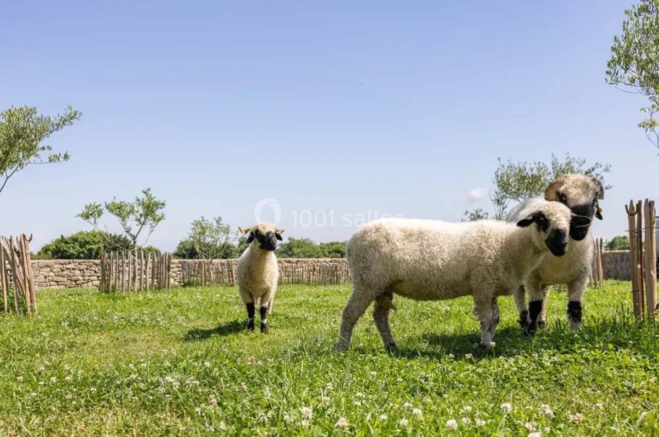 Trois moutons dans un pré verdoyant entouré de clôtures en bois, sous un ciel bleu dégagé.