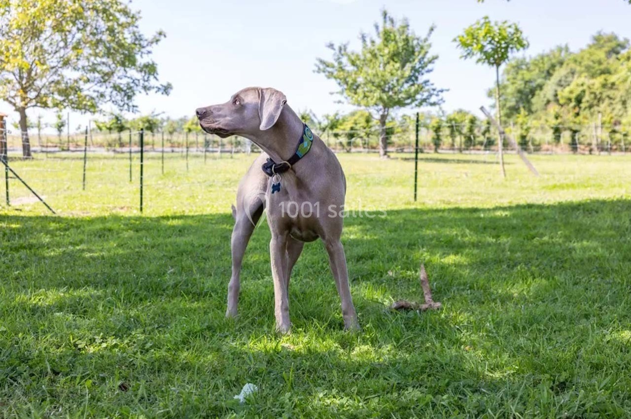 Chien gris debout sur une pelouse, regardant sur le côté, avec des arbres et une clôture en arrière-plan.