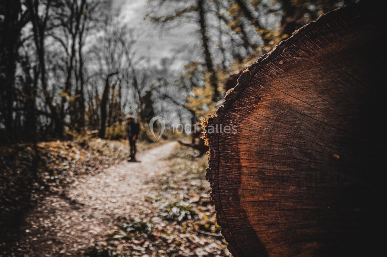 Tronc d'arbre coupé au premier plan avec un chemin forestier et une silhouette floue en arrière-plan.