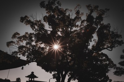 Chat tigré beige et brun bâillant, allongé sur un fauteuil bleu dans un intérieur lumineux.
