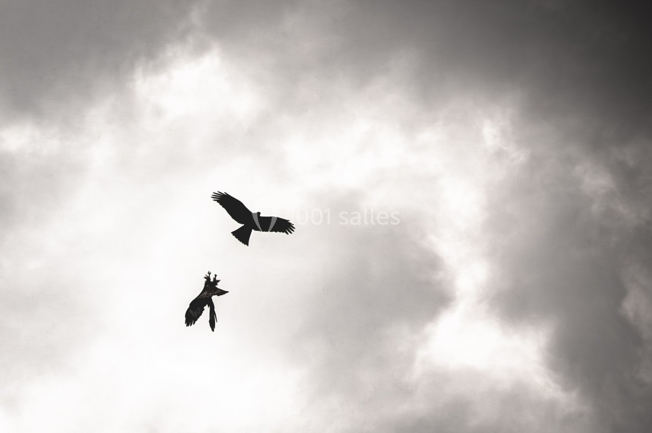 Deux oiseaux en vol dans un ciel nuageux, l'un semblant chasser ou attaquer l'autre.