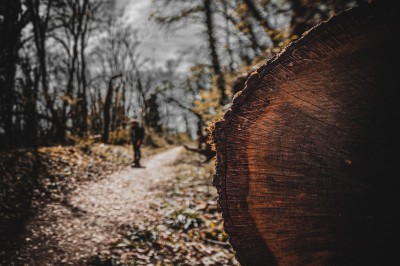 Chat tigré beige et brun bâillant, allongé sur un fauteuil bleu dans un intérieur lumineux.