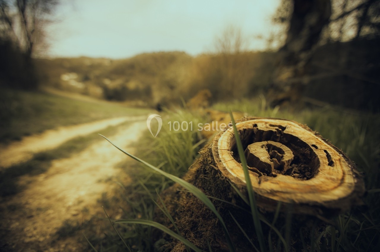 Tronc d'arbre coupé en gros plan avec un chemin de terre flou et un paysage naturel en arrière-plan.