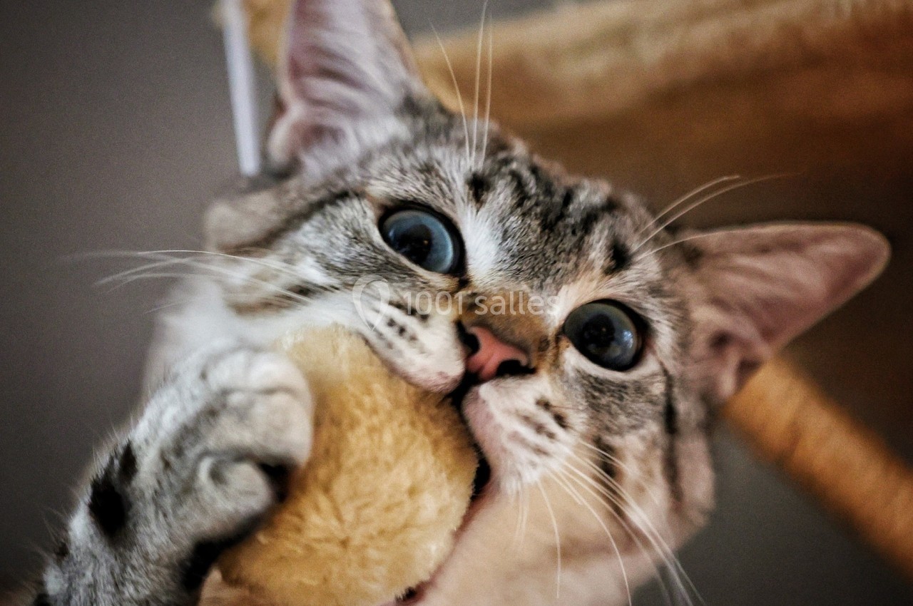 Chat tigré mordant une balle beige dans un environnement intérieur flou.