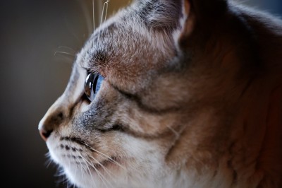 Chat tigré beige et brun bâillant, allongé sur un fauteuil bleu dans un intérieur lumineux.