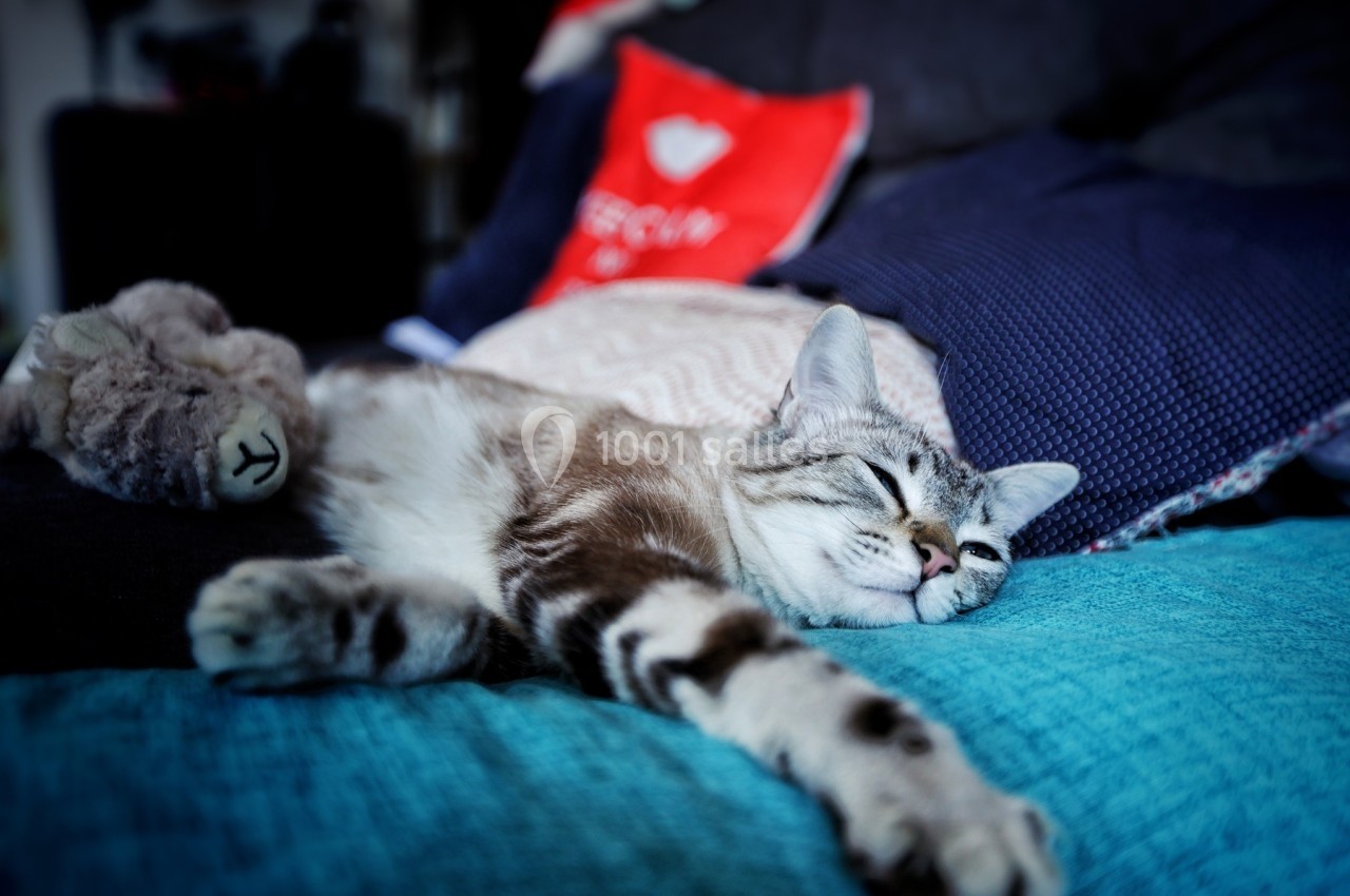 Chat tigré gris dormant sur un lit avec des coussins colorés en arrière-plan.