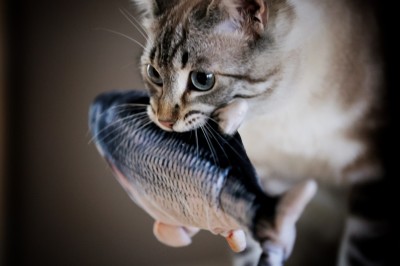 Chat tigré beige et brun bâillant, allongé sur un fauteuil bleu dans un intérieur lumineux.