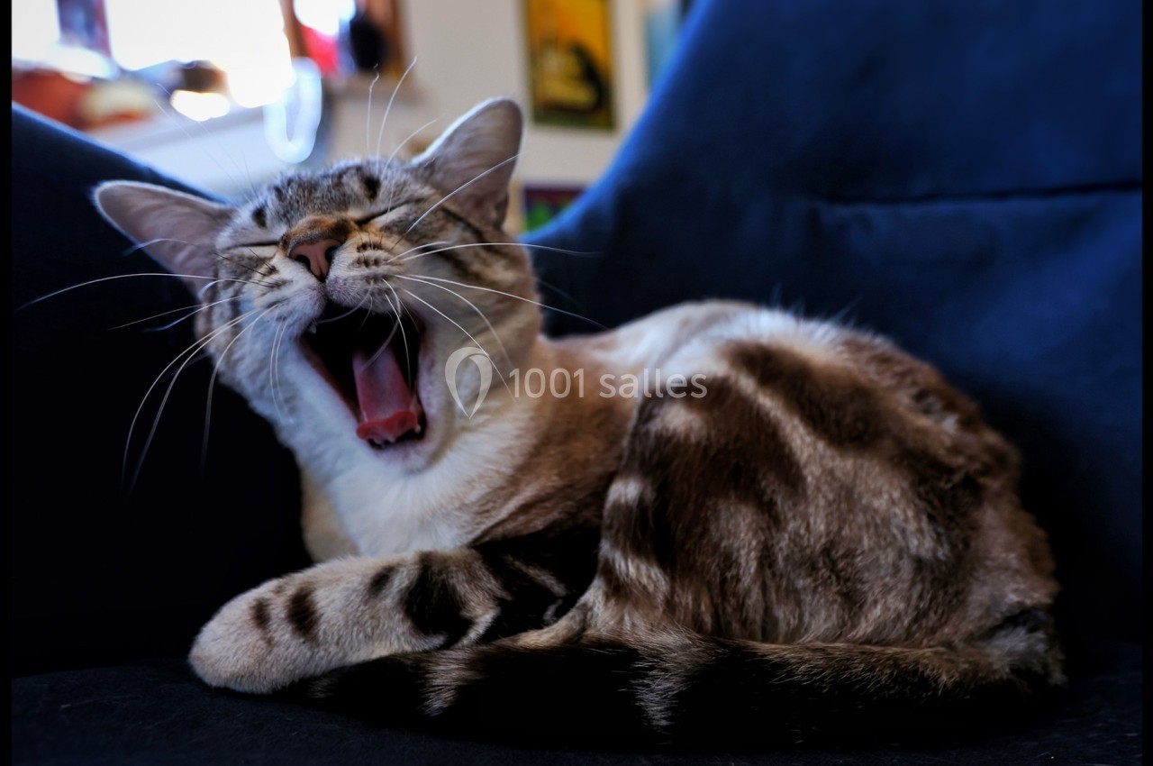 Chat tigré beige et brun bâillant, allongé sur un fauteuil bleu dans un intérieur lumineux.