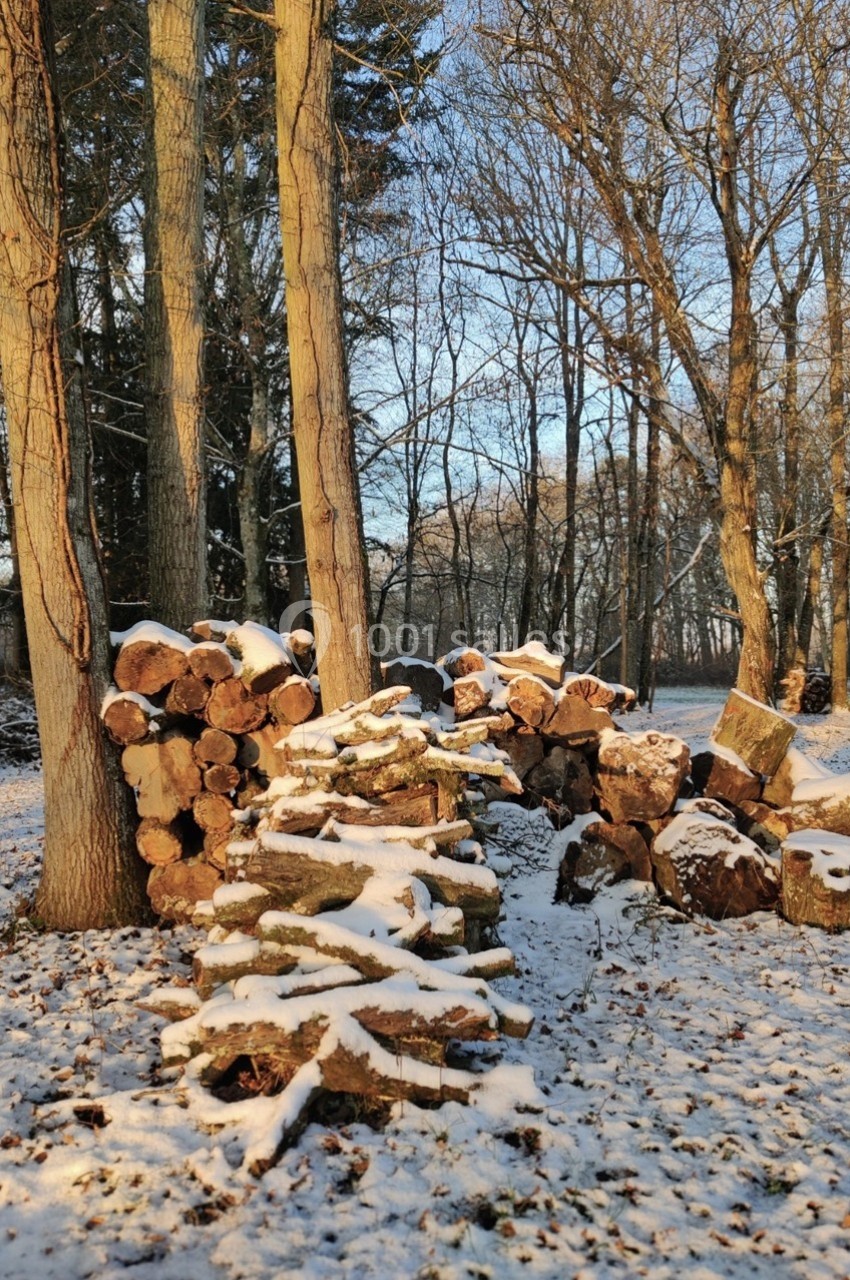 Bûches empilées sous la neige dans une clairière boisée en hiver, éclairées par une lumière douce.