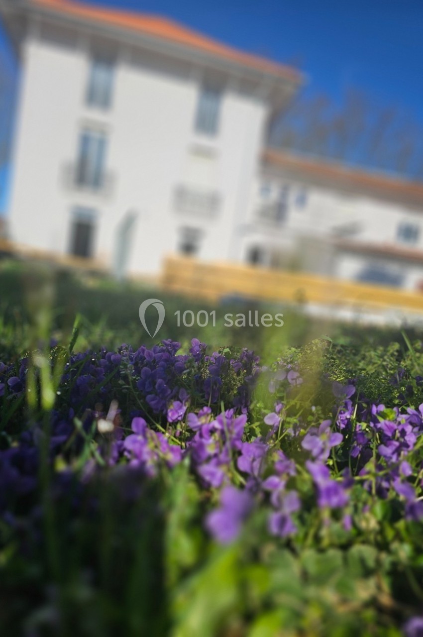 Fleurs violettes poussant dans l'herbe au premier plan, avec une maison blanche floue en arrière-plan.