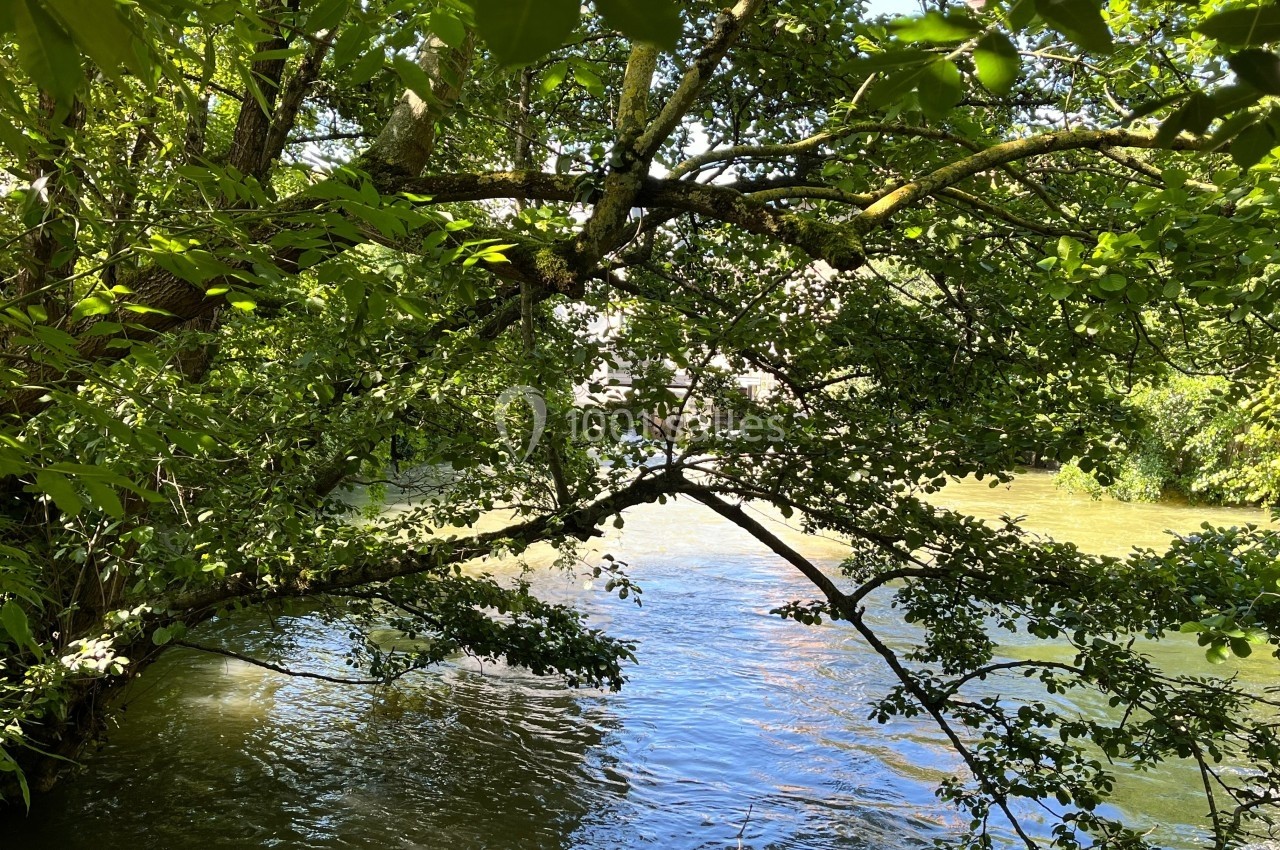 Arbres aux branches denses surplombant une rivière calme sous une lumière naturelle.
