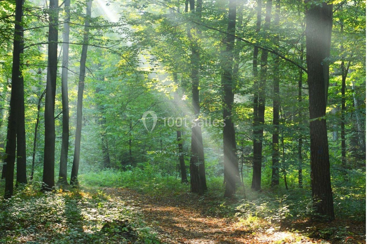 Rayons de soleil traversant les arbres d'une forêt verdoyante avec un sentier couvert de feuilles au sol.