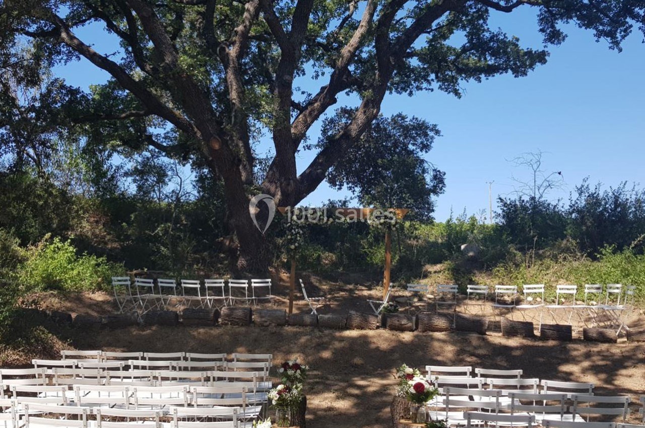 Chaises blanches disposées en extérieur sous un grand arbre, formant une allée centrale menant à une arche décorée.
