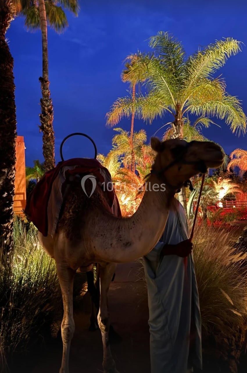 Un dromadaire tenu par un homme en tenue traditionnelle, éclairé par des lumières nocturnes parmi des palmiers.