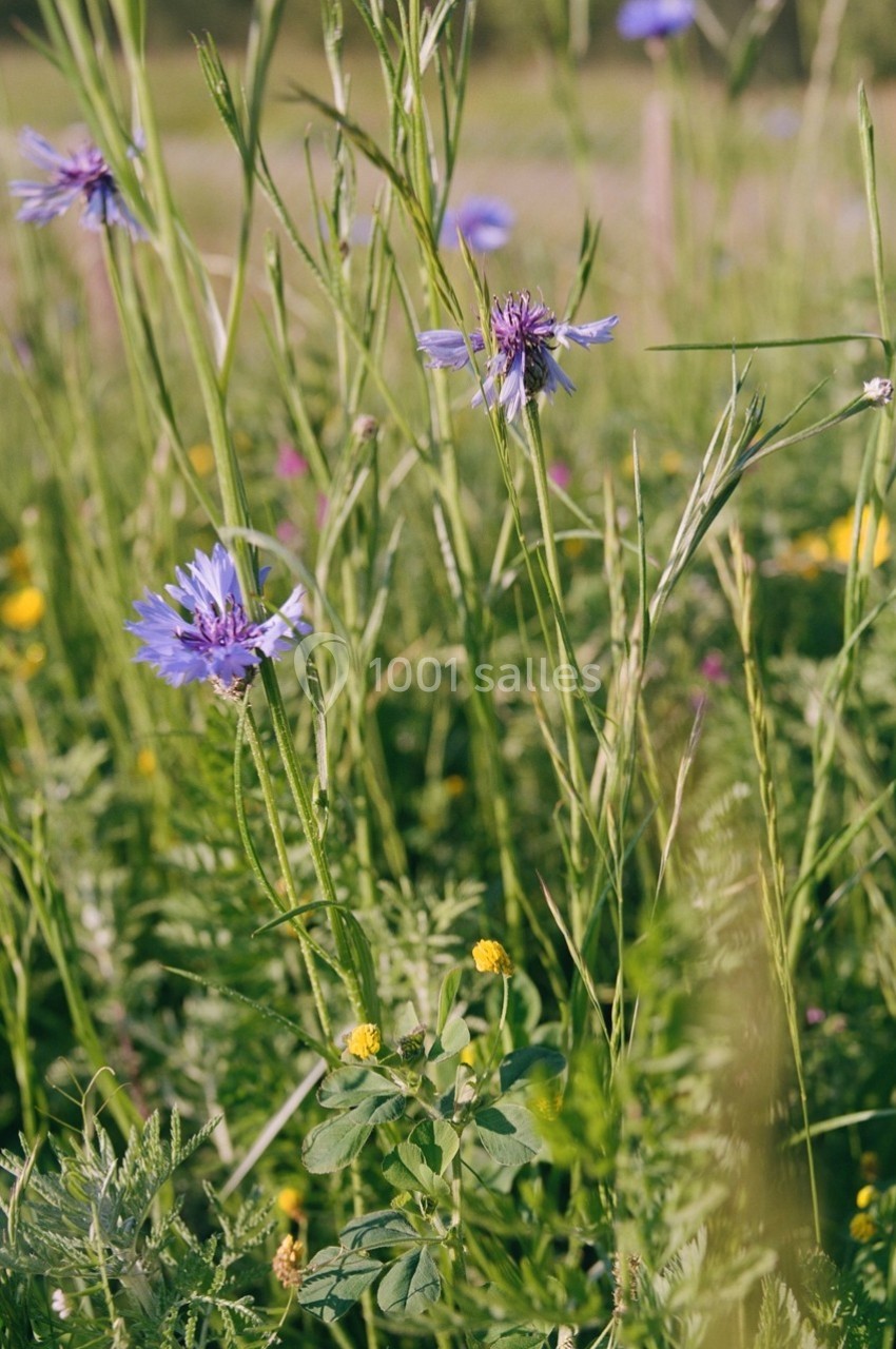 Champ de fleurs sauvages avec des bleuets violets et des petites fleurs jaunes, entourés de hautes herbes.