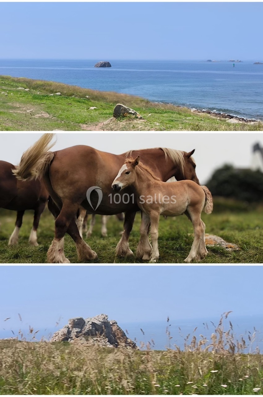 1. Vue sur une côte rocheuse avec la mer bleue en arrière-plan. 2. Jument et son poulain debout dans un pré verdoyant. 3…