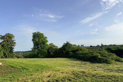 Pelouse verdoyante bordée d'arbres sous un ciel bleu clair, avec une haie en arrière-plan.