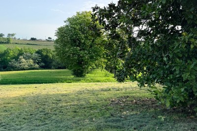 Pelouse verdoyante bordée d'arbres sous un ciel bleu clair, avec une haie en arrière-plan.