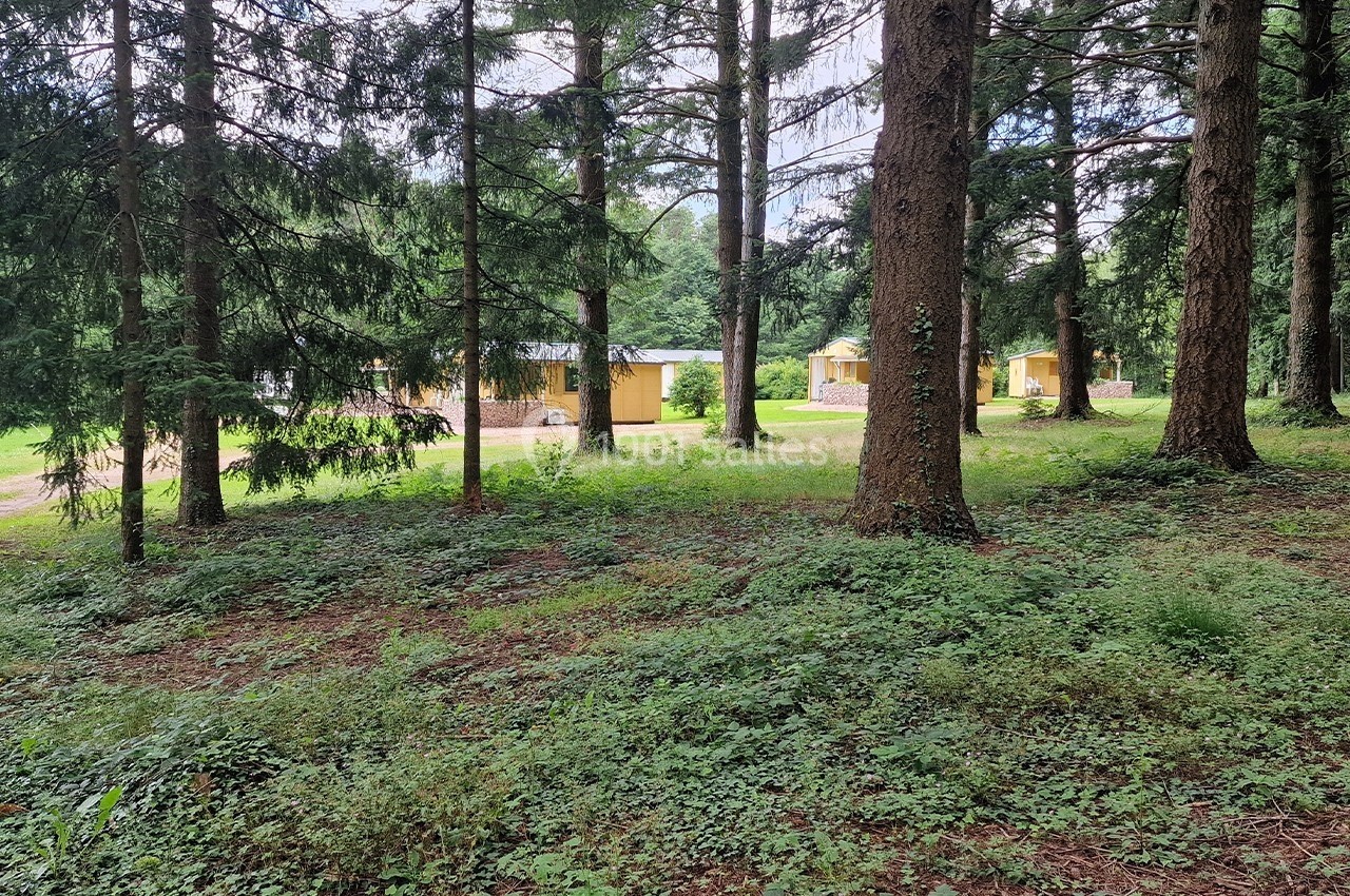 Vue d'un sous-bois avec des arbres et des chalets jaunes visibles en arrière-plan.