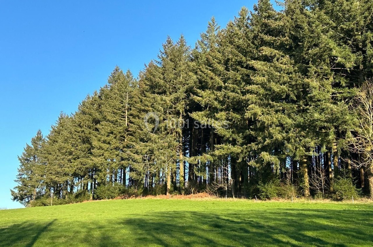 Forêt de conifères bordant une clairière verdoyante sous un ciel bleu dégagé.
