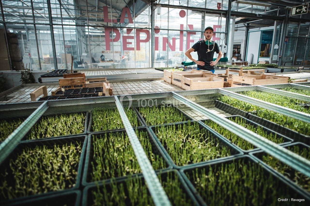 Un employé dans une pépinière surveille des jeunes pousses en serre, entouré de plateaux de plants.