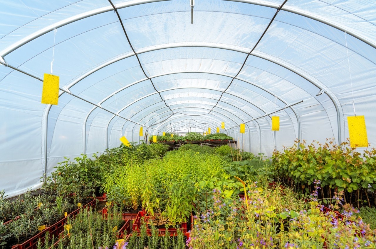 Intérieur d'une serre avec des plantes en pots alignées sous une structure en plastique transparent.