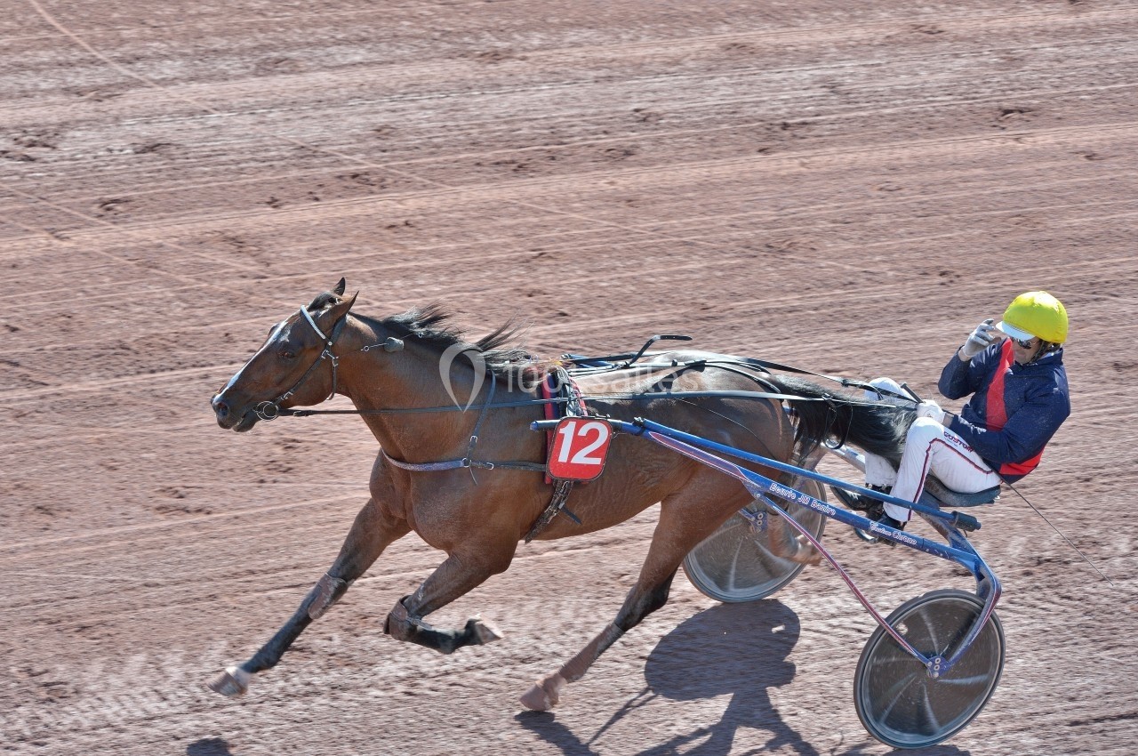 Cheval attelé au trot sur une piste en terre battue, conduit par un jockey portant un casque jaune.