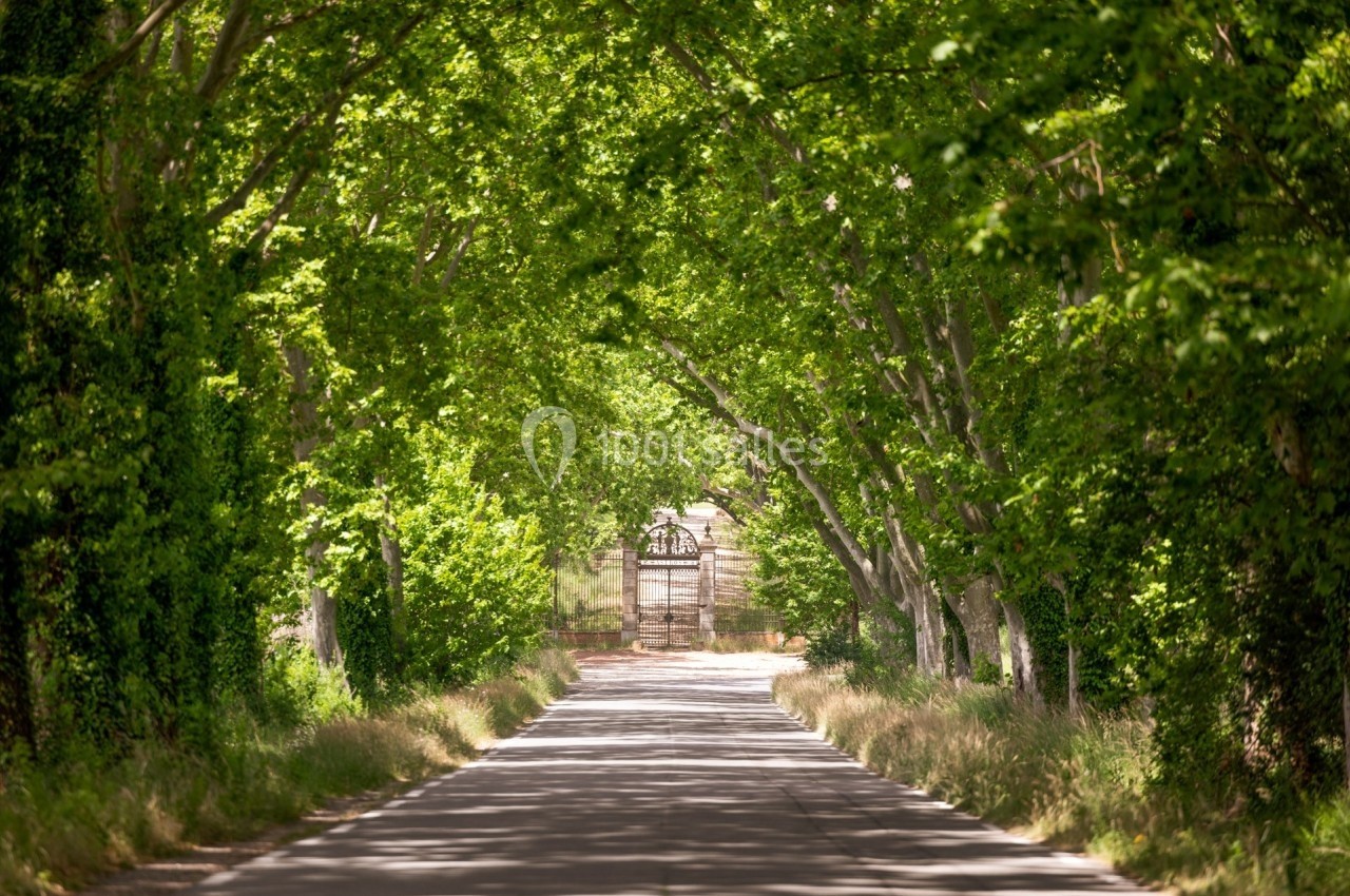 Route bordée d'arbres formant une voûte de verdure, menant à une structure en bois au loin.