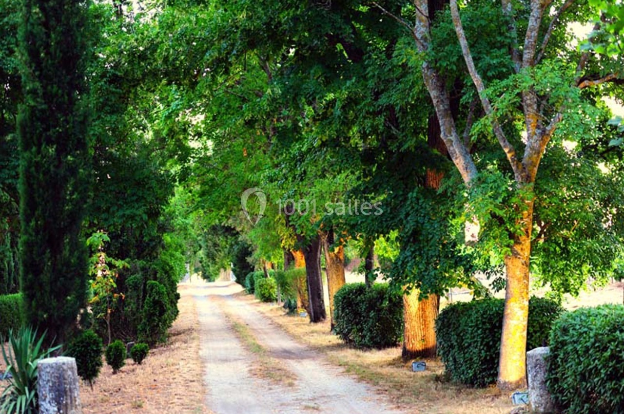 Chemin de terre bordé d'arbres et de haies verdoyantes sous une lumière douce en fin de journée.