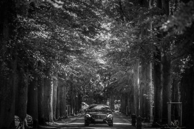 Voiture noire circulant sur une allée bordée d'arbres imposants dans un environnement ombragé.