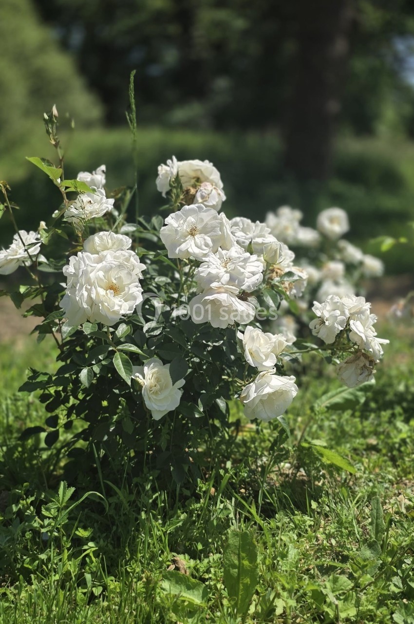 Buisson de roses blanches en pleine floraison, entouré de verdure dans un jardin ensoleillé.