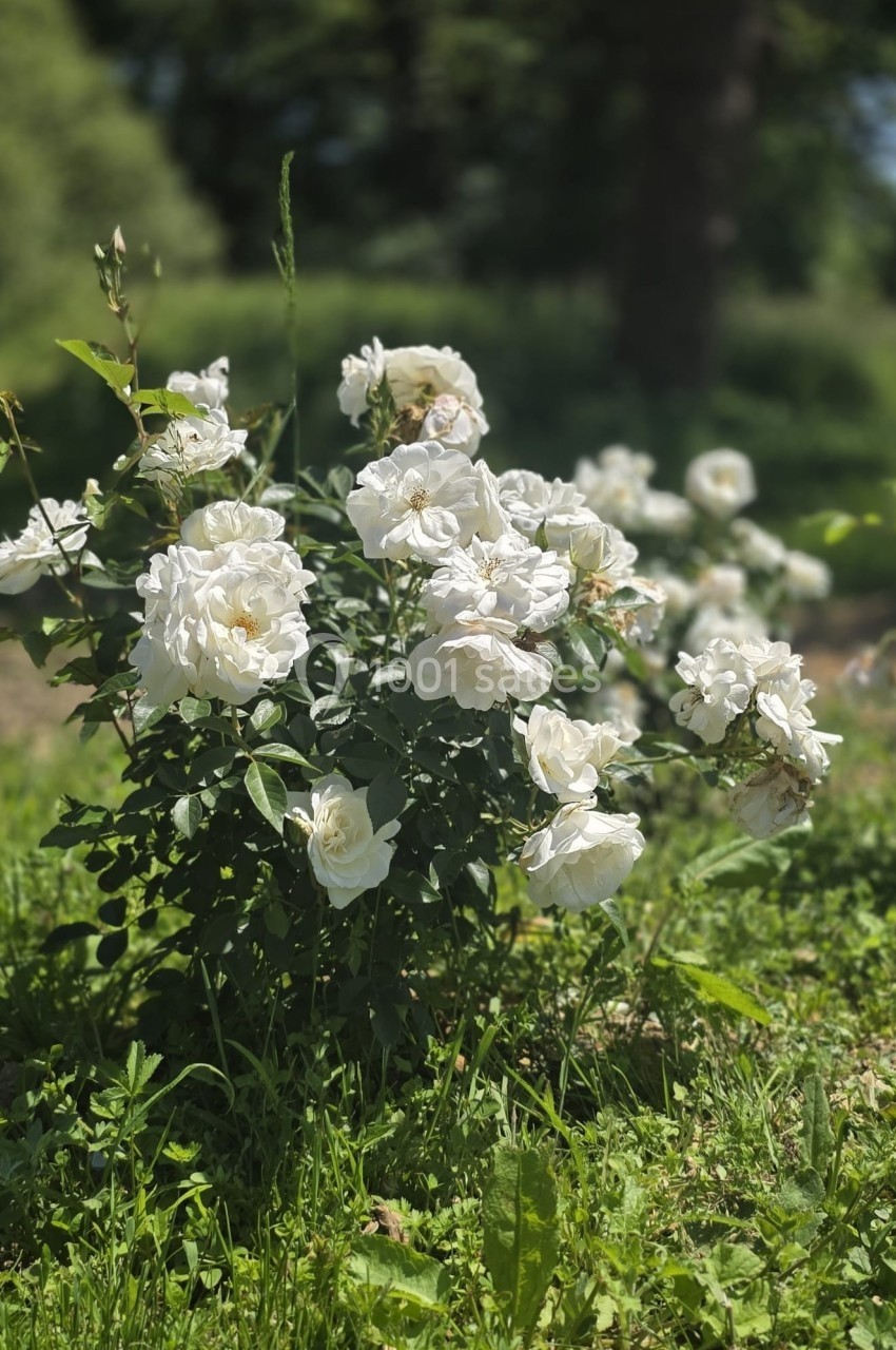 Buisson de roses blanches en pleine floraison dans un jardin verdoyant sous une lumière naturelle.