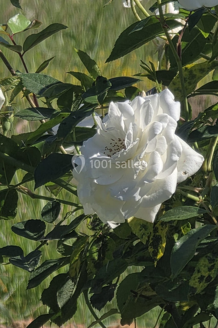Rose blanche épanouie entourée de feuillage vert, éclairée par la lumière naturelle.