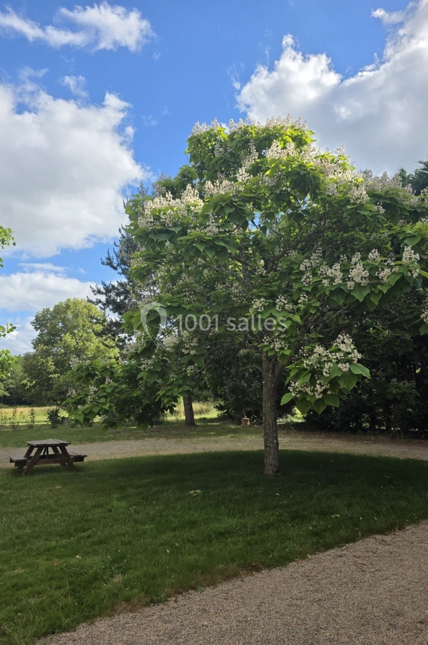 Arbre en fleurs sur une pelouse, avec un banc de pique-nique en bois à proximité, sous un ciel partiellement nuageux.
