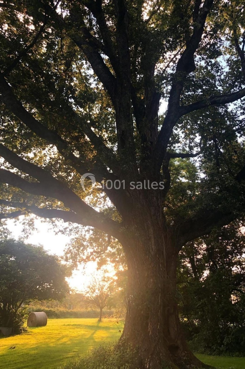 Arbre majestueux au tronc large, éclairé par une lumière dorée au coucher du soleil dans un paysage verdoyant.