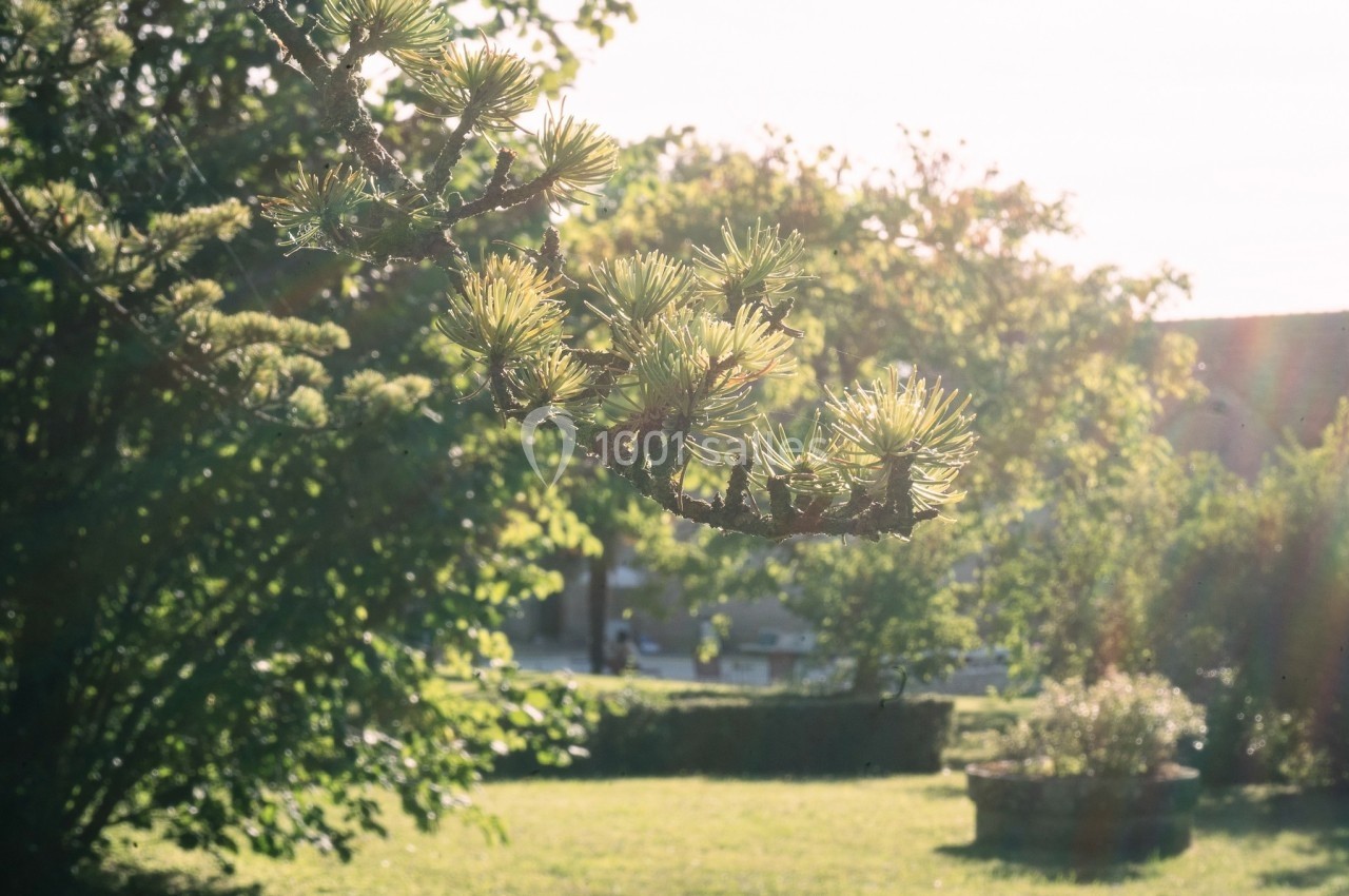 Branche d'arbre avec des aiguilles éclairées par le soleil, sur fond de jardin verdoyant et lumineux.