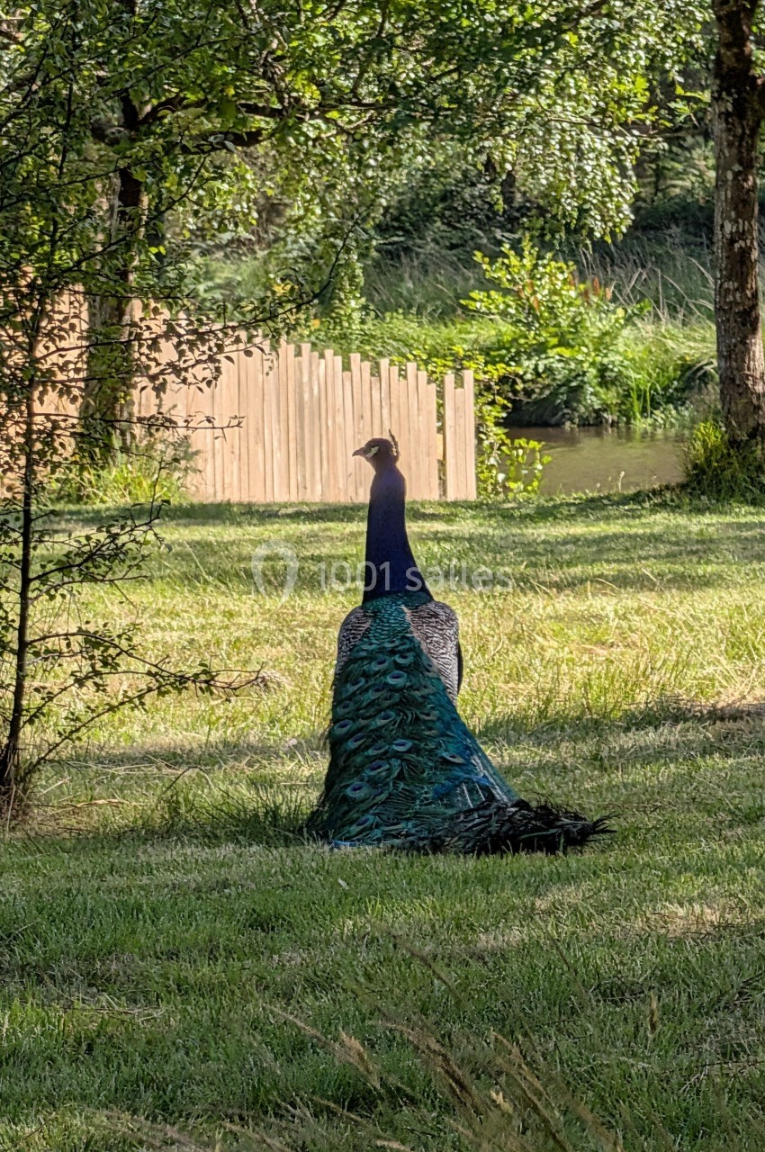 Paon vu de dos dans un jardin verdoyant, près d'une clôture en bois et d'un étang.