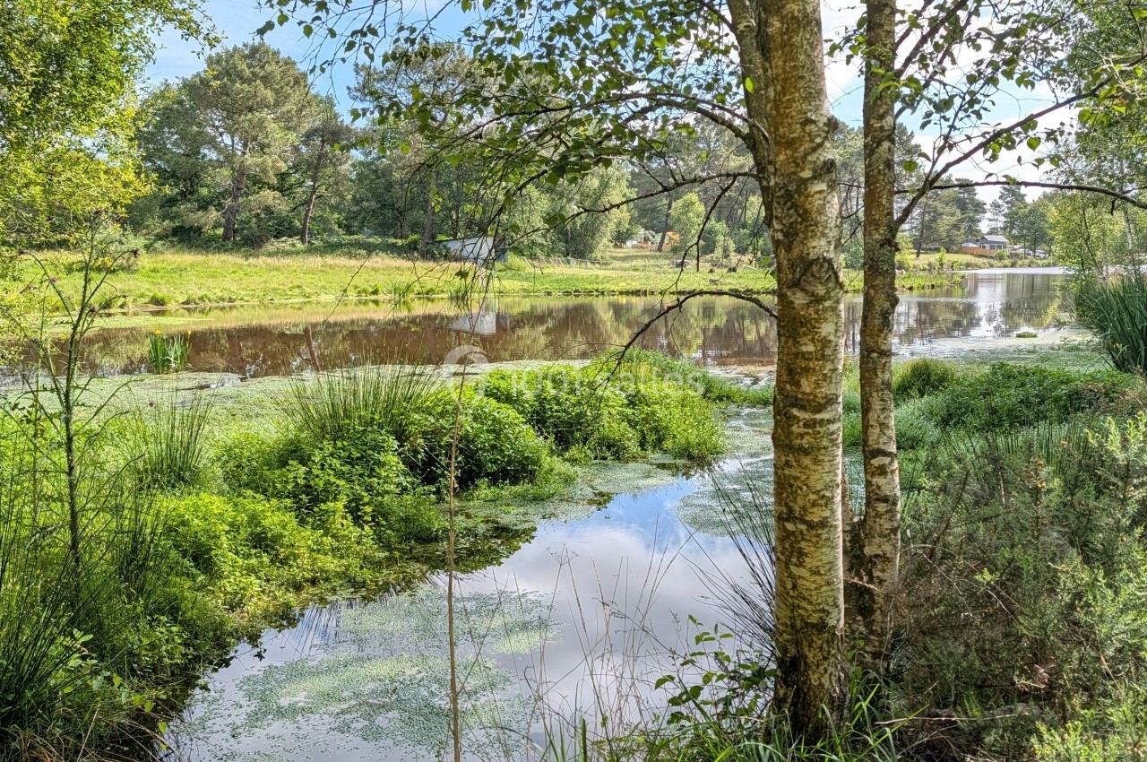 Paysage naturel avec un étang entouré de végétation dense, arbres et herbes sous un ciel dégagé.