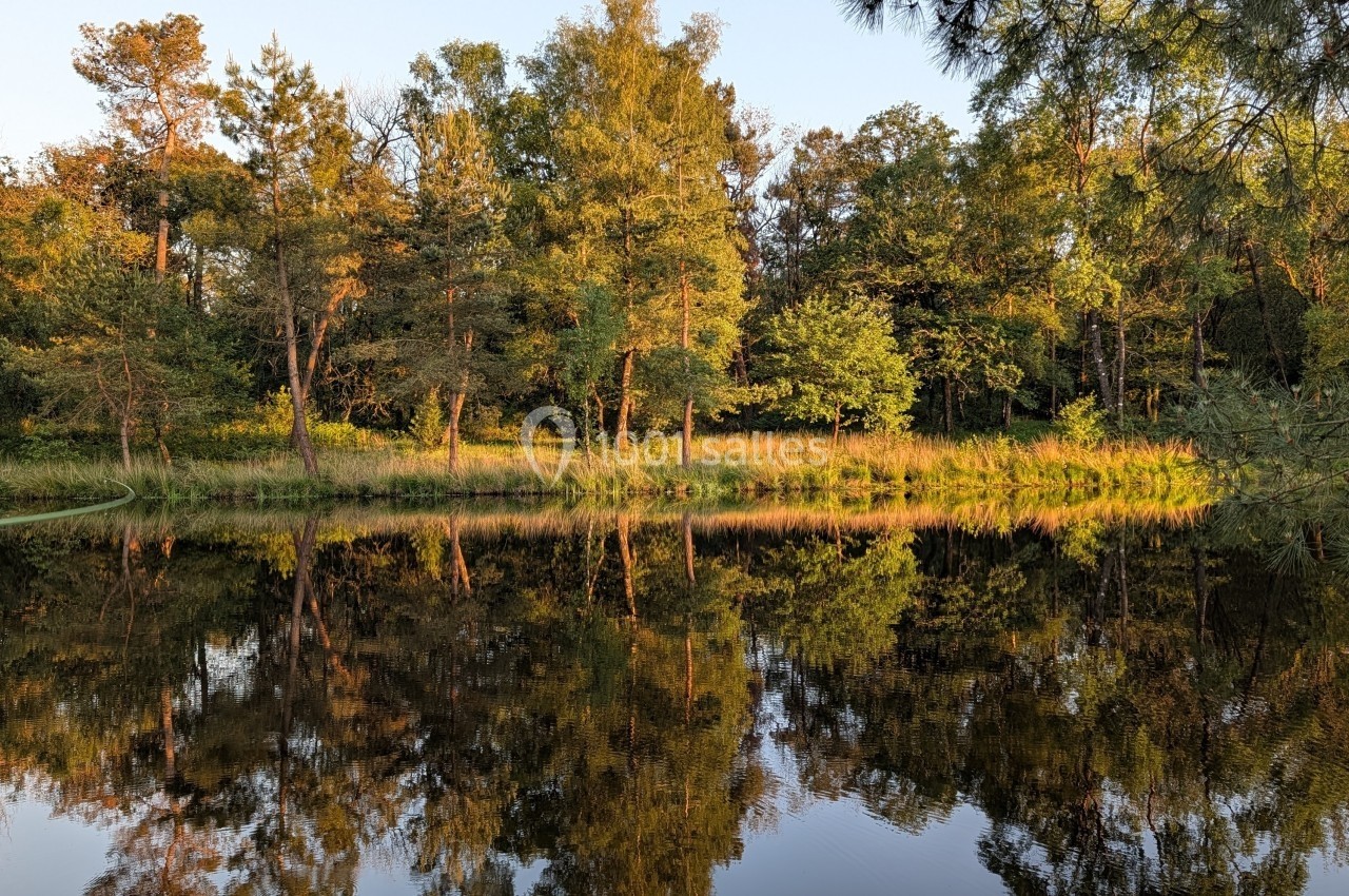 Reflet d'arbres et de végétation sur la surface calme d'un étang entouré de verdure au coucher du soleil.